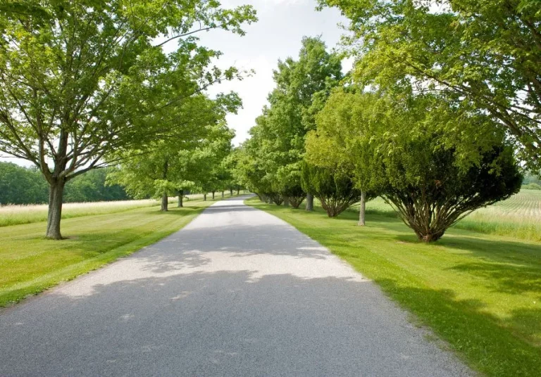 Tree-lined gravel driveway leading through a lush green landscape under a clear sky.